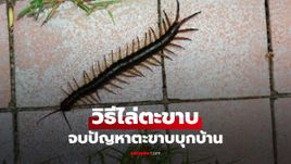 หน้าฝนต้องระวัง! วิธีตะขาบออกจากบ้าน สบายใจได้ผลชัวร์