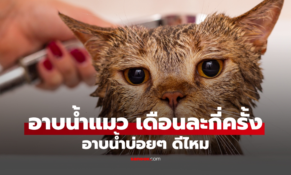 ทาสต้องรู้! ควรอาบน้ำแมว เดือนละกี่ครั้ง อาบน้ำบ่อยๆดีไหม?
