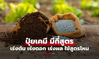 มือใหม่ต้องรู้! ปุ๋ยเคมี มีกี่สูตร สูตรไหน เร่งใบ เร่งดอก