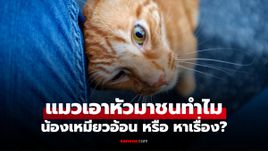 แมวเอาหัวมาชน ไม่ใช่แค่อ้อน! เปิดเหตุผลที่ทำให้เจ้าเหมียวทำแบบนี้