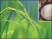 สวยด้วยวิตามินจากธรรมชาติ สวยด้วยน้ำนมจมูกข้าว