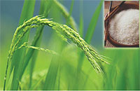 สวยด้วยวิตามินจากธรรมชาติ สวยด้วยน้ำนมจมูกข้าว