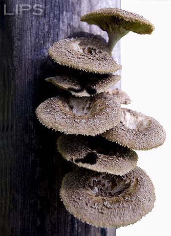 LIPS : ปักษ์หลังตุลาคม 2551