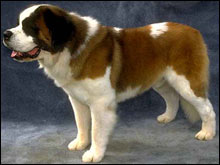 เซนต์เบอร์นาร์ด