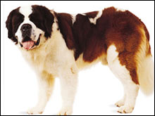 เซนต์เบอร์นาร์ด