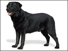 ลาบราดอร์ รีทรีฟเวอร์