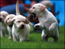 ลาบราดอร์ รีทรีฟเวอร์