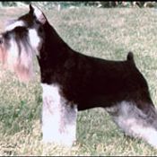 ชเนาเซอร์