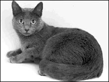 รัสเซี่ยนบลู