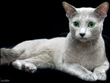 รัสเซี่ยนบลู