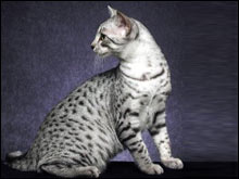 อียิปต์เชียนมัว