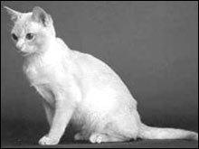 แองโกล่า