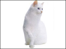 แองโกล่า