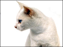 ขาวมณี (ขาวปลอด)