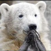 หมีโพล่า คนุท Knut Polar Bear อายุ 1 ขวบแล้ว