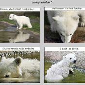 หมีโพล่า คนุท Knut Polar Bear อายุ 1 ขวบแล้ว