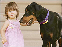 สุนัขโดเบอร์แมนช่วยชีวิตเด็ก