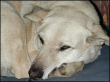 เมื่อสัตว์เลี้ยงของคุณเป็นโรคเบาหวาน