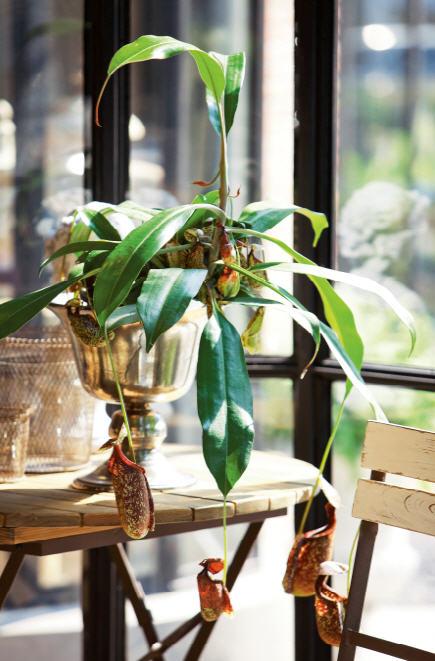 พืชกินแมลง