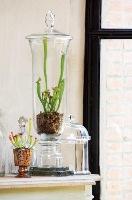 พืชกินแมลง