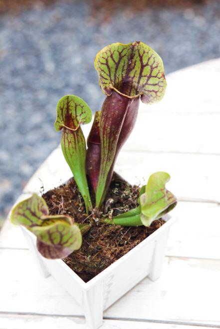 พืชกินแมลง