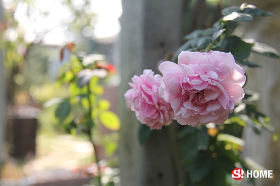 อยากมี “สวนกุหลาบ” ของตัวเอง ไม่ง่ายอย่างที่คิด