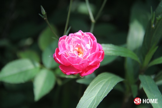 อยากมี “สวนกุหลาบ” ของตัวเอง ไม่ง่ายอย่างที่คิด