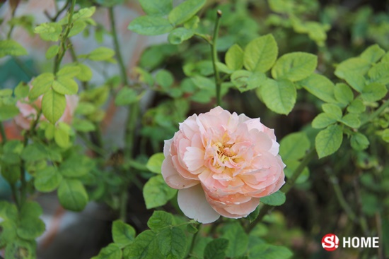 อยากมี “สวนกุหลาบ” ของตัวเอง ไม่ง่ายอย่างที่คิด