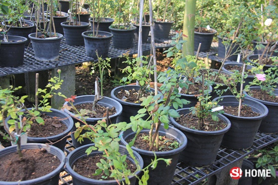 อยากมี “สวนกุหลาบ” ของตัวเอง ไม่ง่ายอย่างที่คิด