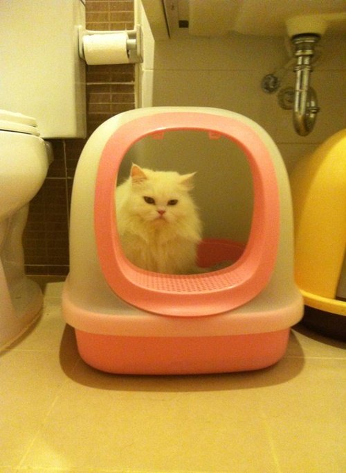 ทำห้องน้ำแมวให้เข้ากับบ้านสไตล์คอทเทจ