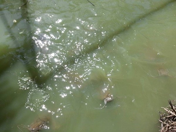 เปลี่ยนที่ดินว่างเปล่า 2 ไร่ เป็นสวนผสมมีผัก ผลไม้ ไข่กินทุกวัน