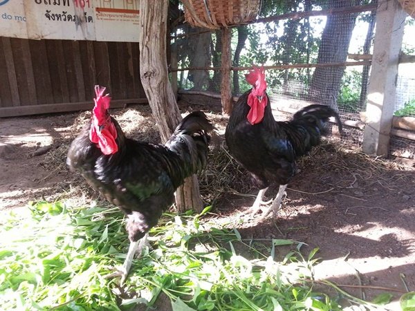 เปลี่ยนที่ดินว่างเปล่า 2 ไร่ เป็นสวนผสมมีผัก ผลไม้ ไข่กินทุกวัน