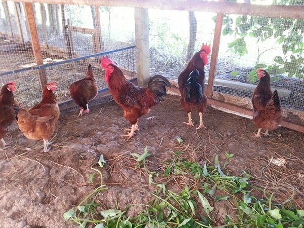 เปลี่ยนที่ดินว่างเปล่า 2 ไร่ เป็นสวนผสมมีผัก ผลไม้ ไข่กินทุกวัน