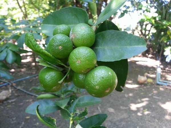 เปลี่ยนที่ดินว่างเปล่า 2 ไร่ เป็นสวนผสมมีผัก ผลไม้ ไข่กินทุกวัน