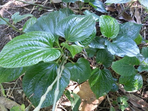 เปลี่ยนที่ดินว่างเปล่า 2 ไร่ เป็นสวนผสมมีผัก ผลไม้ ไข่กินทุกวัน