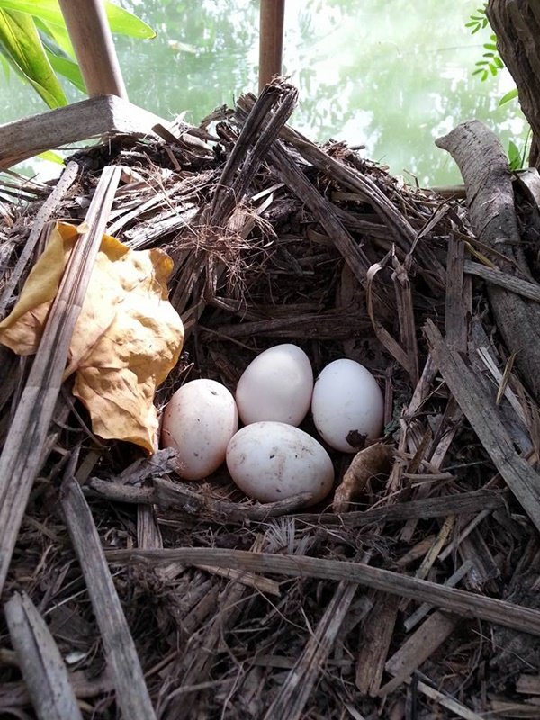 เปลี่ยนที่ดินว่างเปล่า 2 ไร่ เป็นสวนผสมมีผัก ผลไม้ ไข่กินทุกวัน