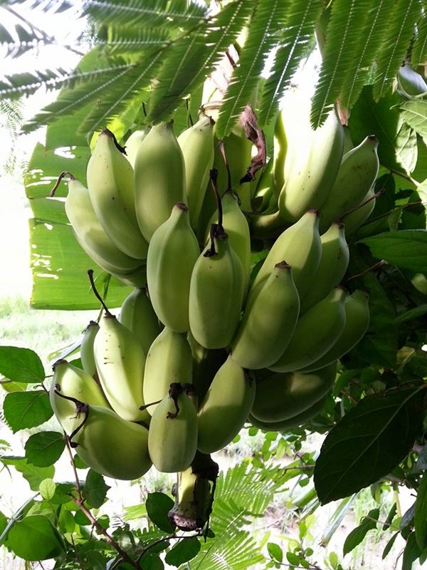 เปลี่ยนที่ดินว่างเปล่า 2 ไร่ เป็นสวนผสมมีผัก ผลไม้ ไข่กินทุกวัน