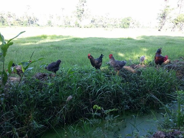 เปลี่ยนที่ดินว่างเปล่า 2 ไร่ เป็นสวนผสมมีผัก ผลไม้ ไข่กินทุกวัน