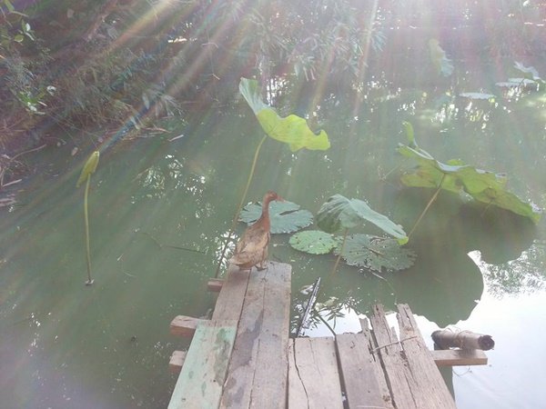 เปลี่ยนที่ดินว่างเปล่า 2 ไร่ เป็นสวนผสมมีผัก ผลไม้ ไข่กินทุกวัน