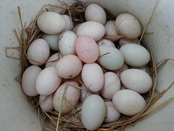 เปลี่ยนที่ดินว่างเปล่า 2 ไร่ เป็นสวนผสมมีผัก ผลไม้ ไข่กินทุกวัน