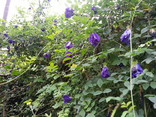 เปลี่ยนที่ดินว่างเปล่า 2 ไร่ เป็นสวนผสมมีผัก ผลไม้ ไข่กินทุกวัน