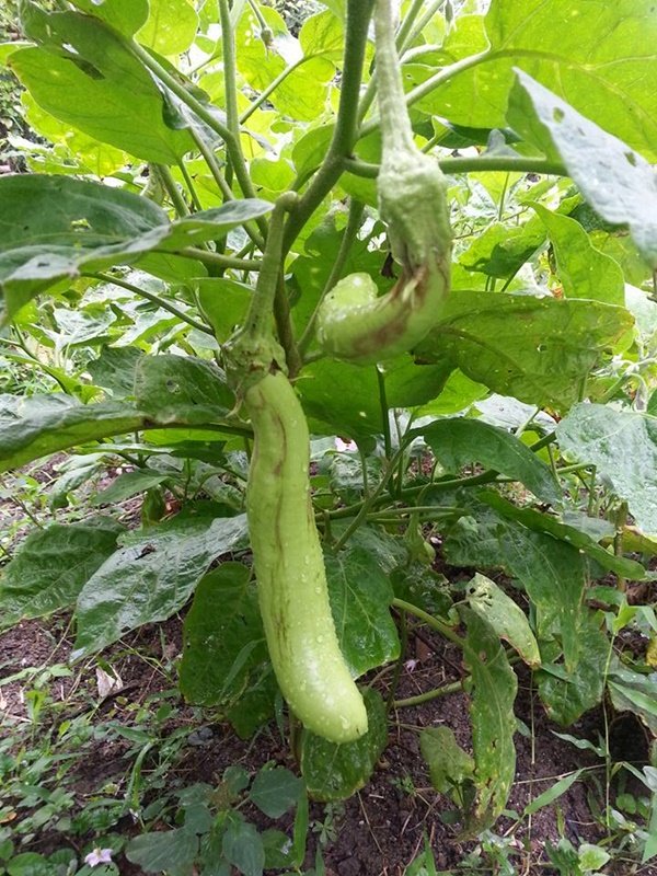 เปลี่ยนที่ดินว่างเปล่า 2 ไร่ เป็นสวนผสมมีผัก ผลไม้ ไข่กินทุกวัน