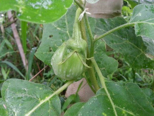 เปลี่ยนที่ดินว่างเปล่า 2 ไร่ เป็นสวนผสมมีผัก ผลไม้ ไข่กินทุกวัน