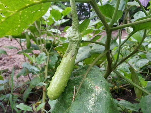 เปลี่ยนที่ดินว่างเปล่า 2 ไร่ เป็นสวนผสมมีผัก ผลไม้ ไข่กินทุกวัน