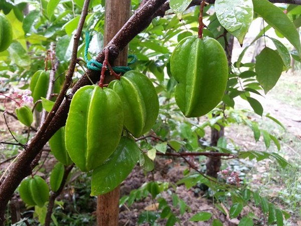 เปลี่ยนที่ดินว่างเปล่า 2 ไร่ เป็นสวนผสมมีผัก ผลไม้ ไข่กินทุกวัน