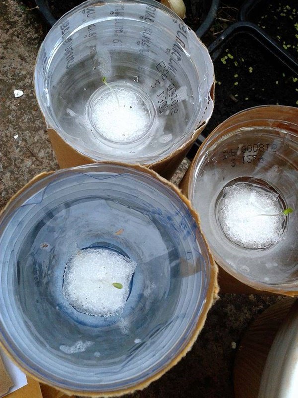 วิธีปลูกผักในขวดง่ายๆ ด้วยตัวเอง ไม่ต้องกลัว บ้าน ระเบียงแคบแค่ไหน ทำได้