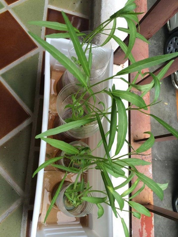 วิธีปลูกผักในขวดง่ายๆ ด้วยตัวเอง ไม่ต้องกลัว บ้าน ระเบียงแคบแค่ไหน ทำได้