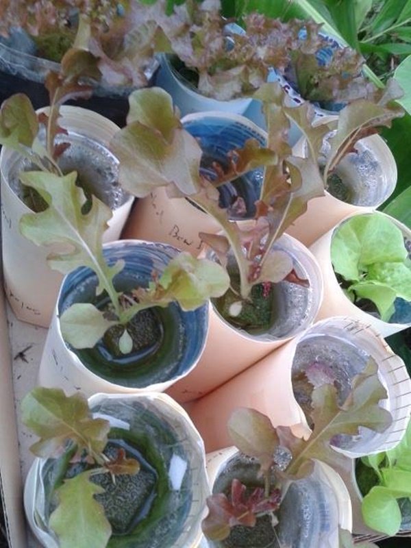 วิธีปลูกผักในขวดง่ายๆ ด้วยตัวเอง ไม่ต้องกลัว บ้าน ระเบียงแคบแค่ไหน ทำได้