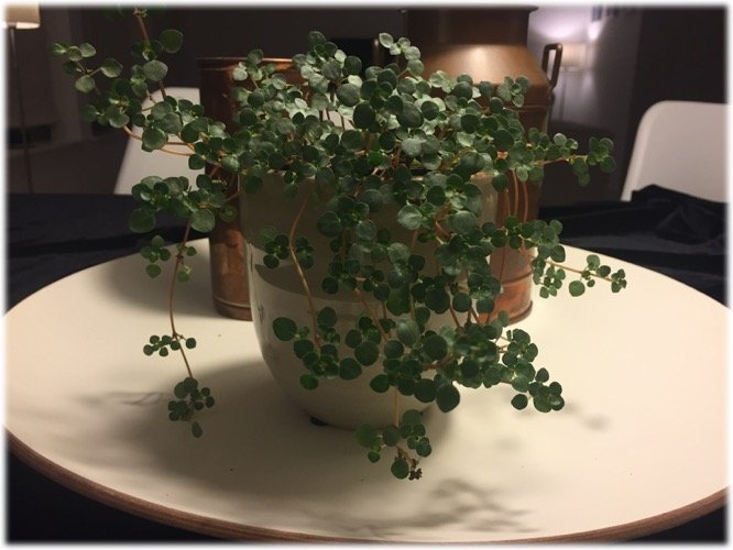 Home Decor งานจัดถาด ดอกไม้ แจกัน เชิงเทียน Romantic Vintage