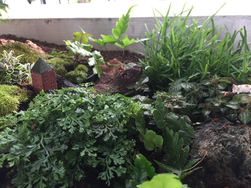 ปรับรางต้นไม้หน้าบ้าน เป็น giant tray garden